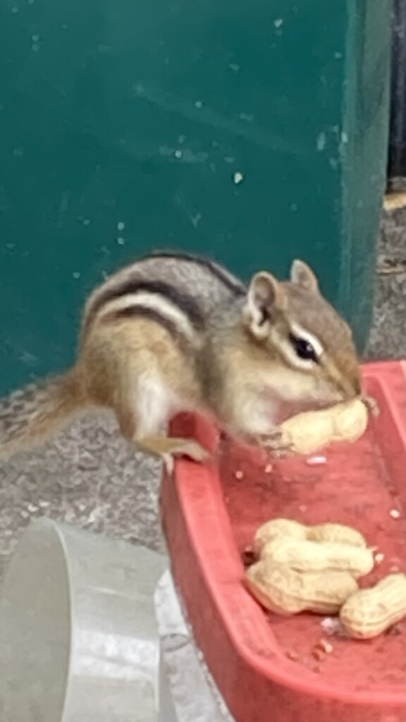 First Chipmunk by spanishliz