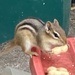 First Chipmunk