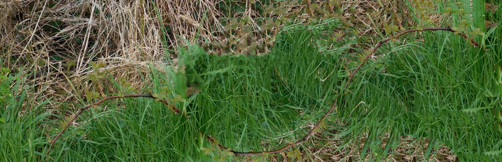 snake in the grass by anniesue