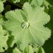 Morning Dew