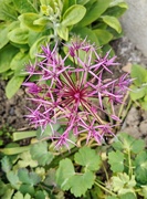 26th Apr 2025 - Allium flower