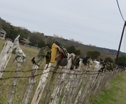 10th Feb 2025 - Texas fence