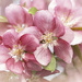 Crabapple Blossoms