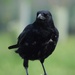 Crow on a bench by dragey74