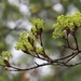 Green Explosion