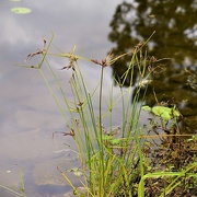 27th Apr 2025 - A Beautiful Grass ~