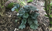 27th Apr 2025 - Coral Bells
