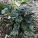 Coral Bells