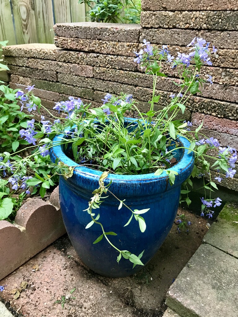 The Significance of the Pot by allie912
