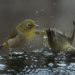 Japanese White Eye Pair Bathing