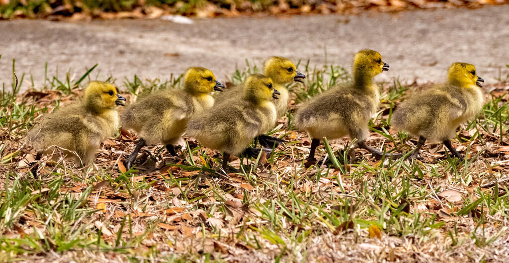 Baby Geese Following Mom! by rickster549