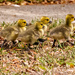 Baby Geese Following Mom!