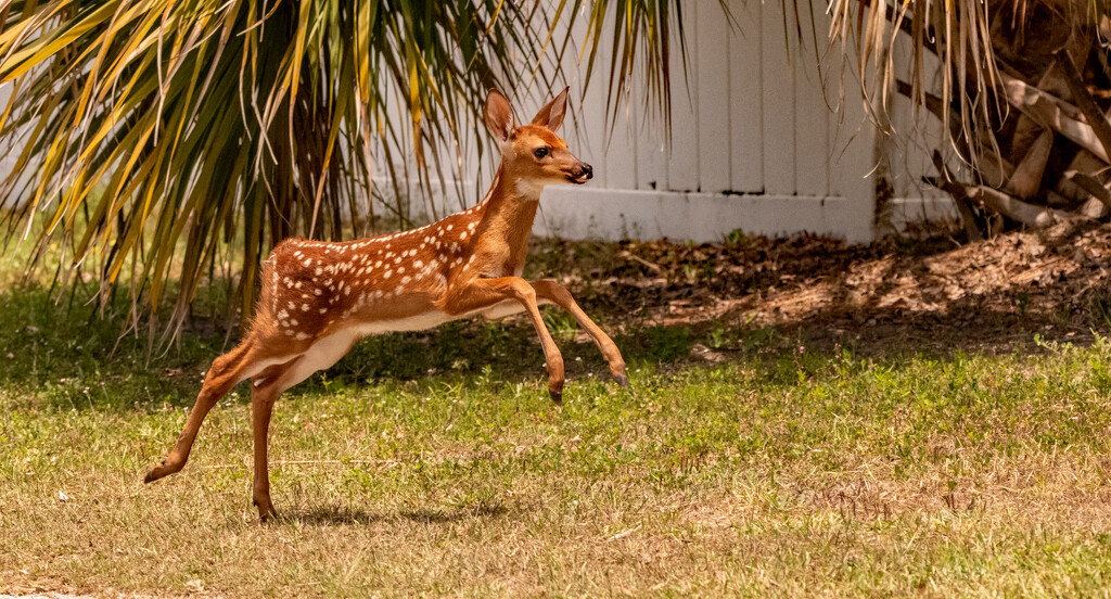 Fawn Coming Back Across the Street! by rickster549