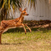 Fawn Coming Back Across the Street!
