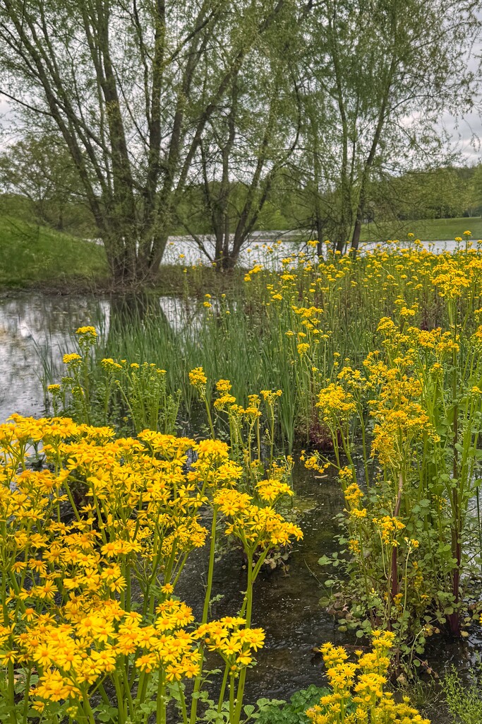 Philadelphia Fleabane by lsquared