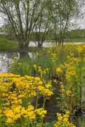 26th Apr 2025 - Philadelphia Fleabane
