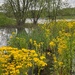 Philadelphia Fleabane