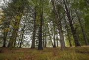 27th Apr 2025 - Forest
