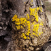 Gold Dust Lichen  by cocokinetic