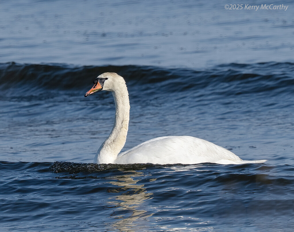 Riding the waves by mccarth1