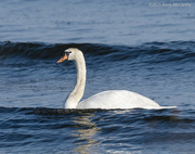 26th Apr 2025 - Riding the waves