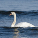 Riding the waves