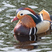 Mandaren Duck, Otley