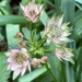 Astrantia