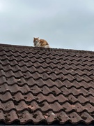 23rd Apr 2025 - Cat on the Roof