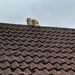 Cat on the Roof