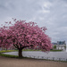 Cherry blossom by helstor365