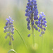 Dream of Grape Hyacinth by juliedduncan