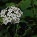 Spirea...