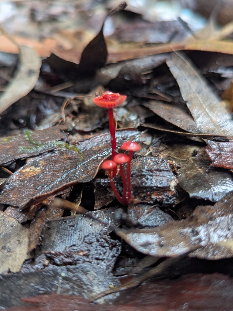 Teeny Fungi by elf