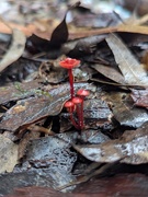 27th Apr 2025 - Teeny Fungi