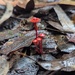 Teeny Fungi
