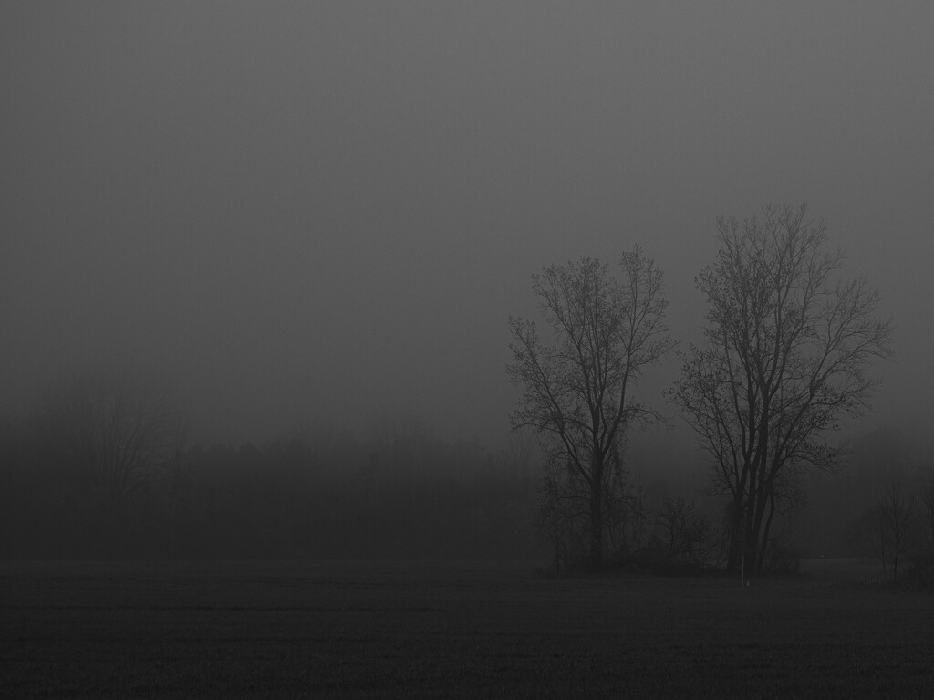 Two trees in the mist by darchibald