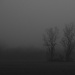 Two trees in the mist