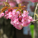 Spring Tree Blossoms by seattlite