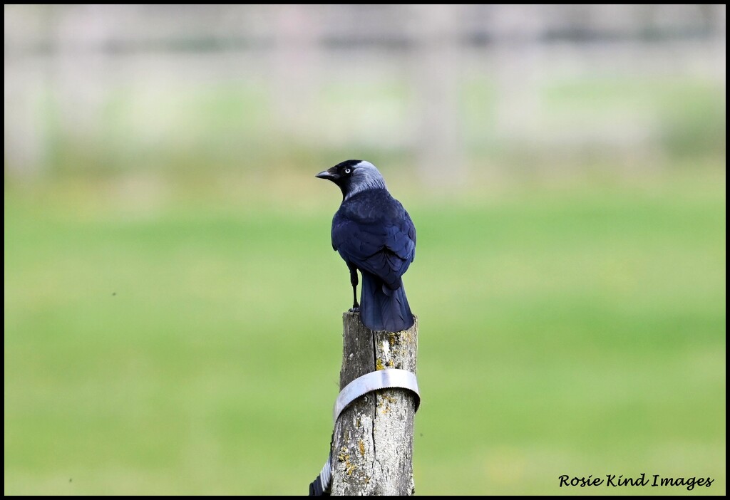 Sitting on the fence  by rosiekind