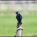 Sitting on the fence  by rosiekind