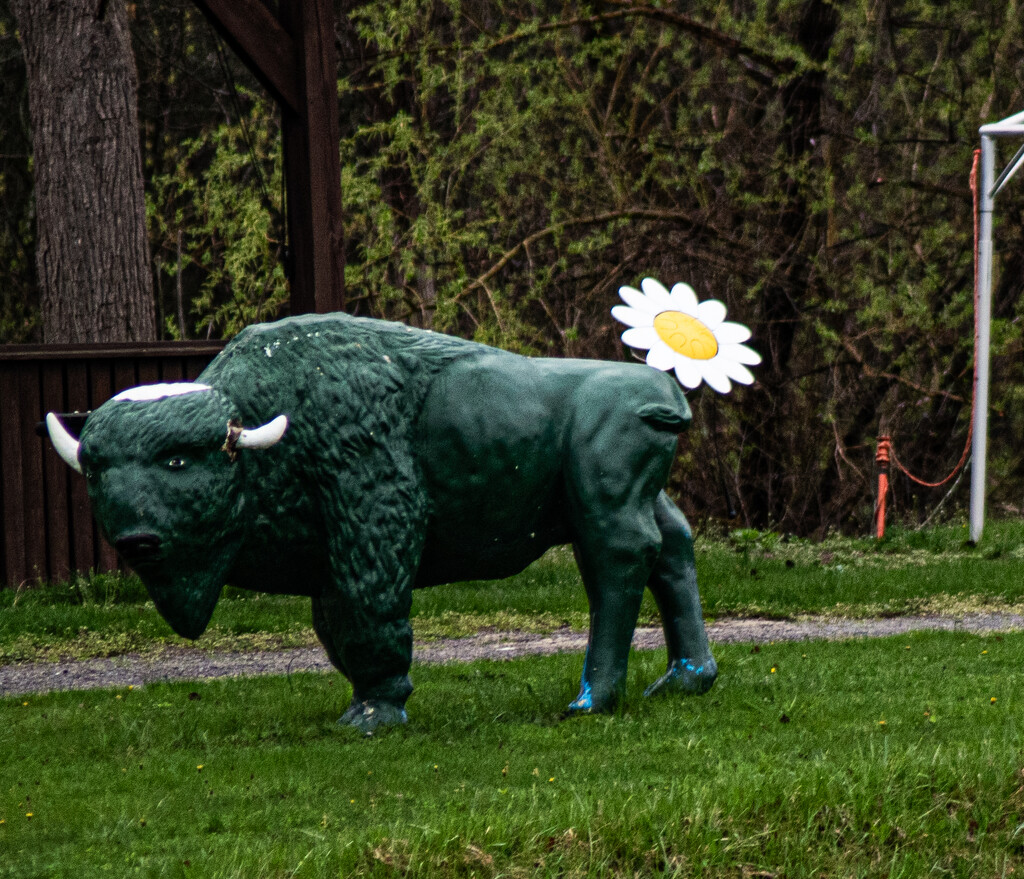 Green buffalo and daisy by darchibald