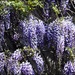 Wisteria