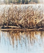 27th Apr 2025 - Reed Reflection