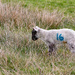 Lamb Bingo
