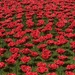 Ceramic Poppies 