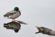 27th Apr 2025 - Mallard