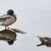 Mallard