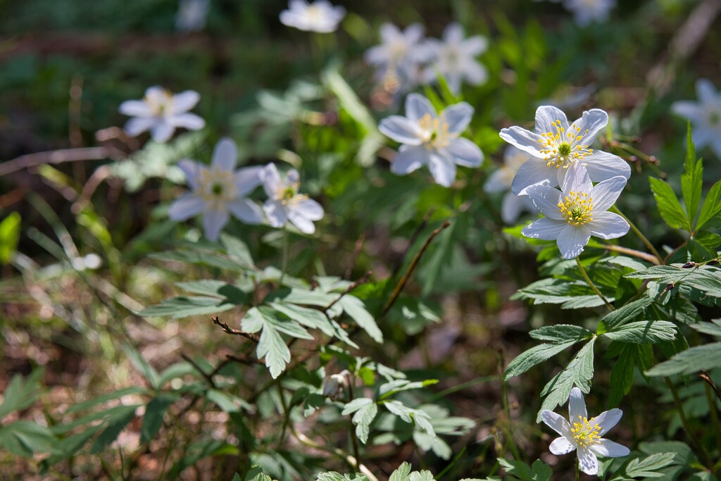 Wood Anemone by okvalle