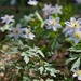 Wood Anemone